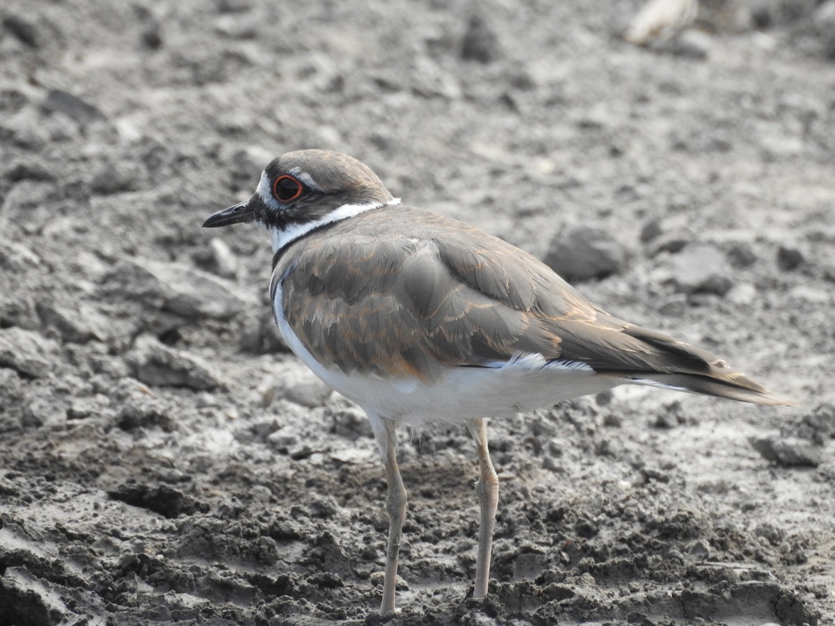 Killdeer - ML642363987