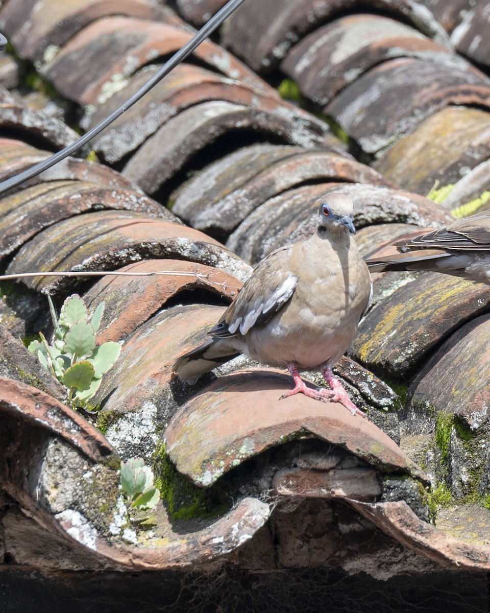 White-winged Dove - ML642363988