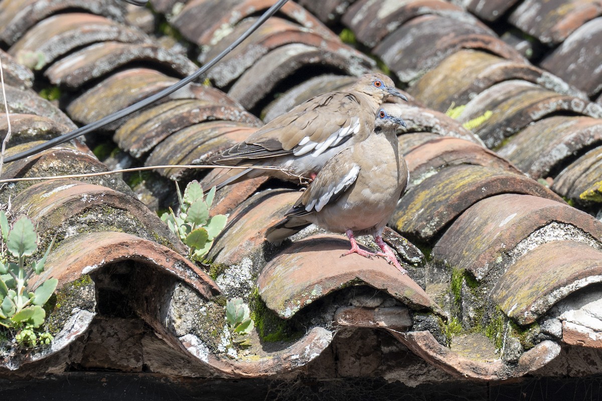 White-winged Dove - ML642363989