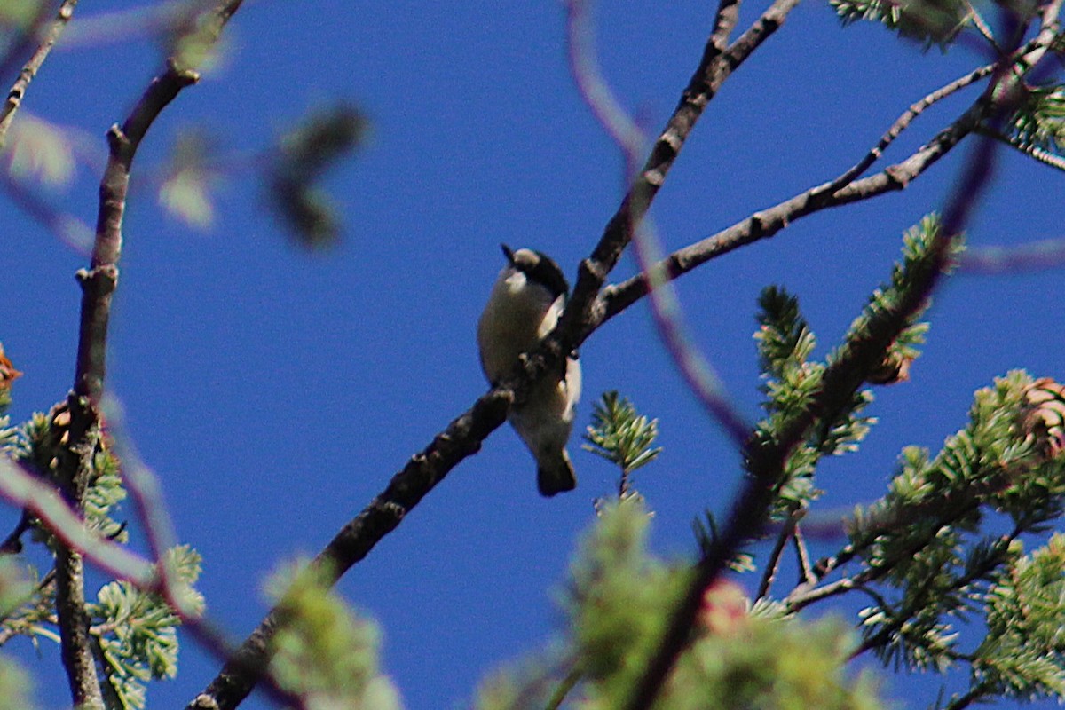 Pygmy Nuthatch - ML642363991