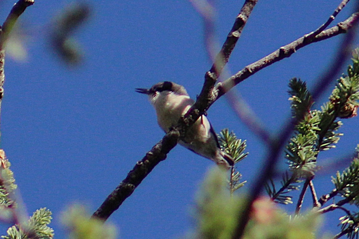 Pygmy Nuthatch - ML642363992