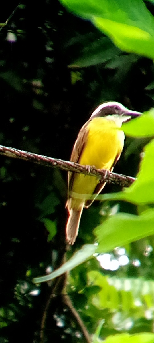 Lesser Kiskadee - ML642363995