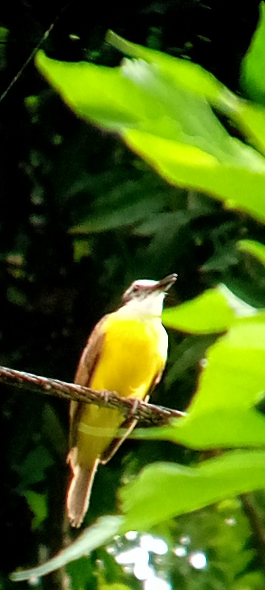 Lesser Kiskadee - ML642363997