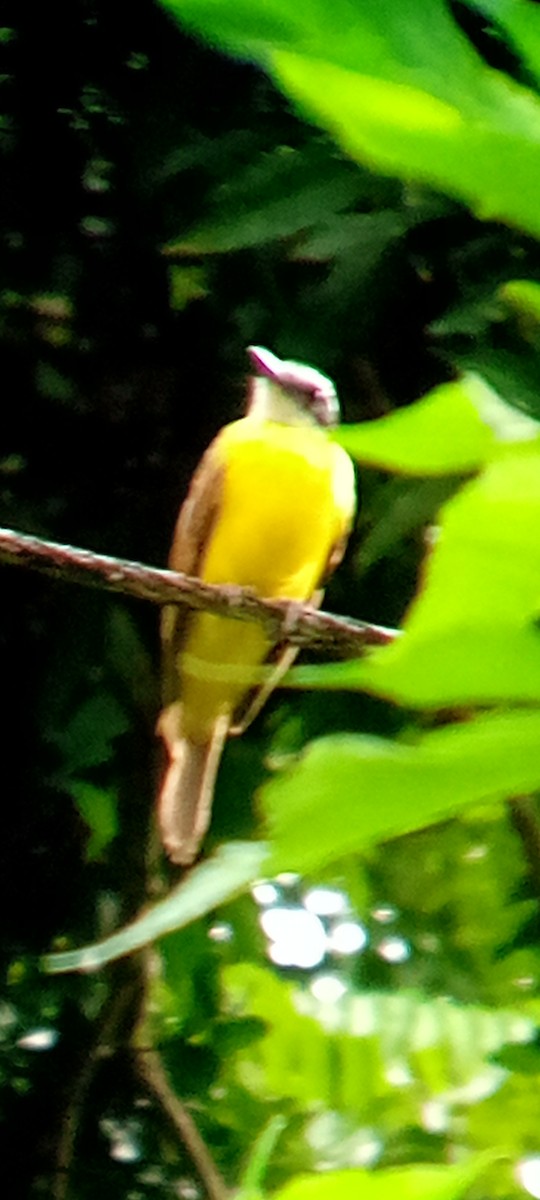 Lesser Kiskadee - ML642363998