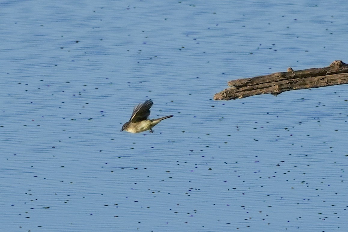 Eastern Phoebe - ML642364028