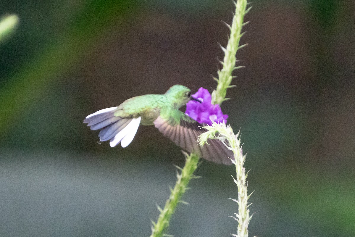 Stripe-tailed Hummingbird - ML642364044