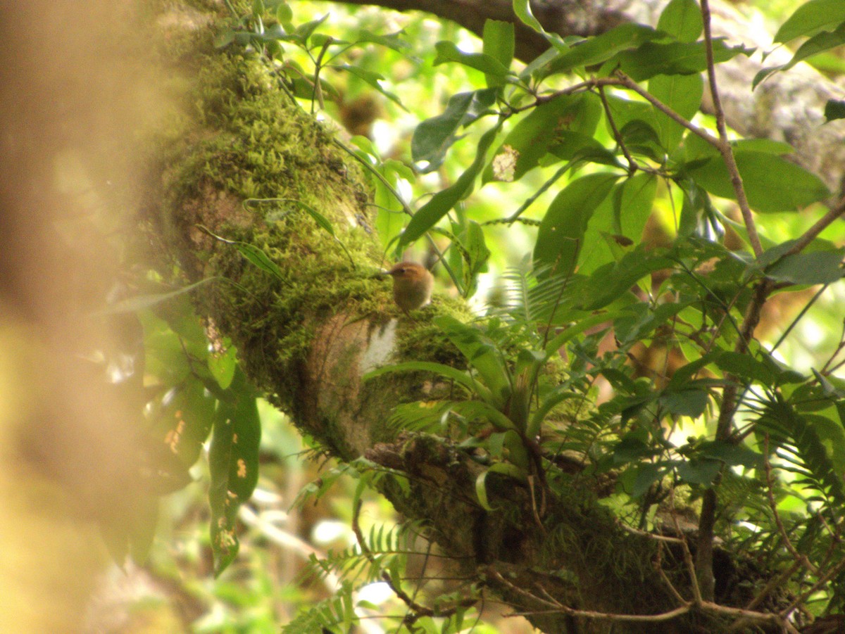 Ochraceous Wren - ML642364058