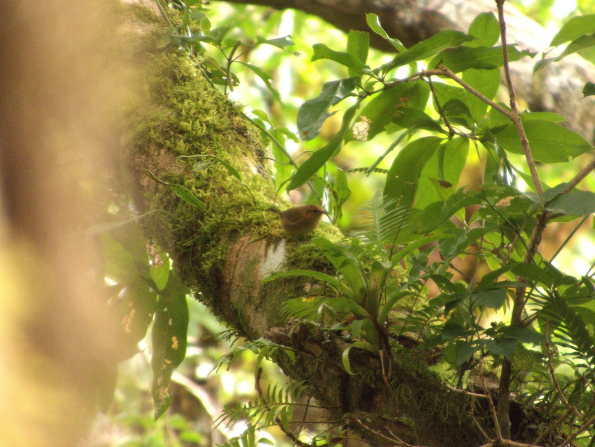 Ochraceous Wren - ML642364059