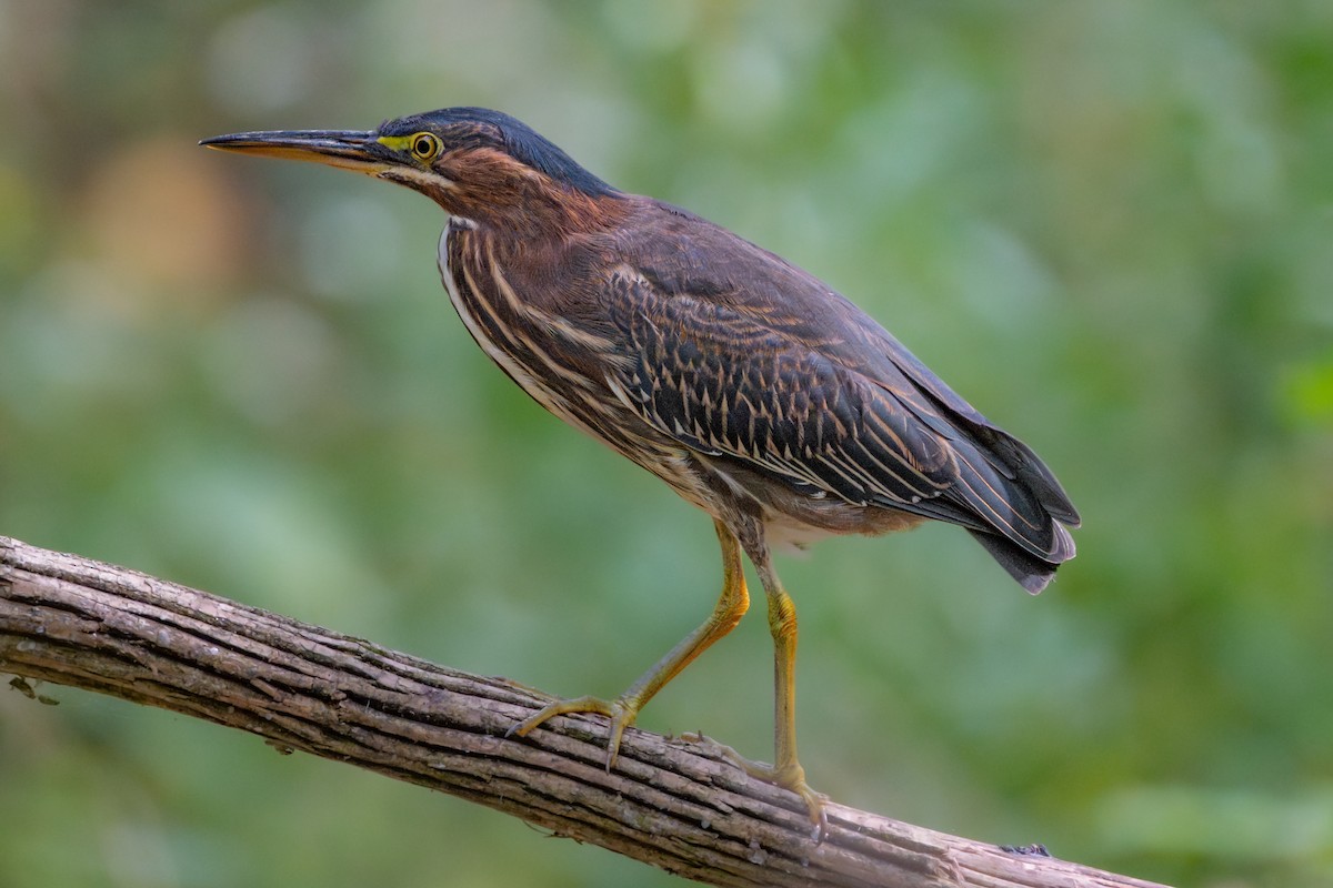 Green Heron - ML642364075