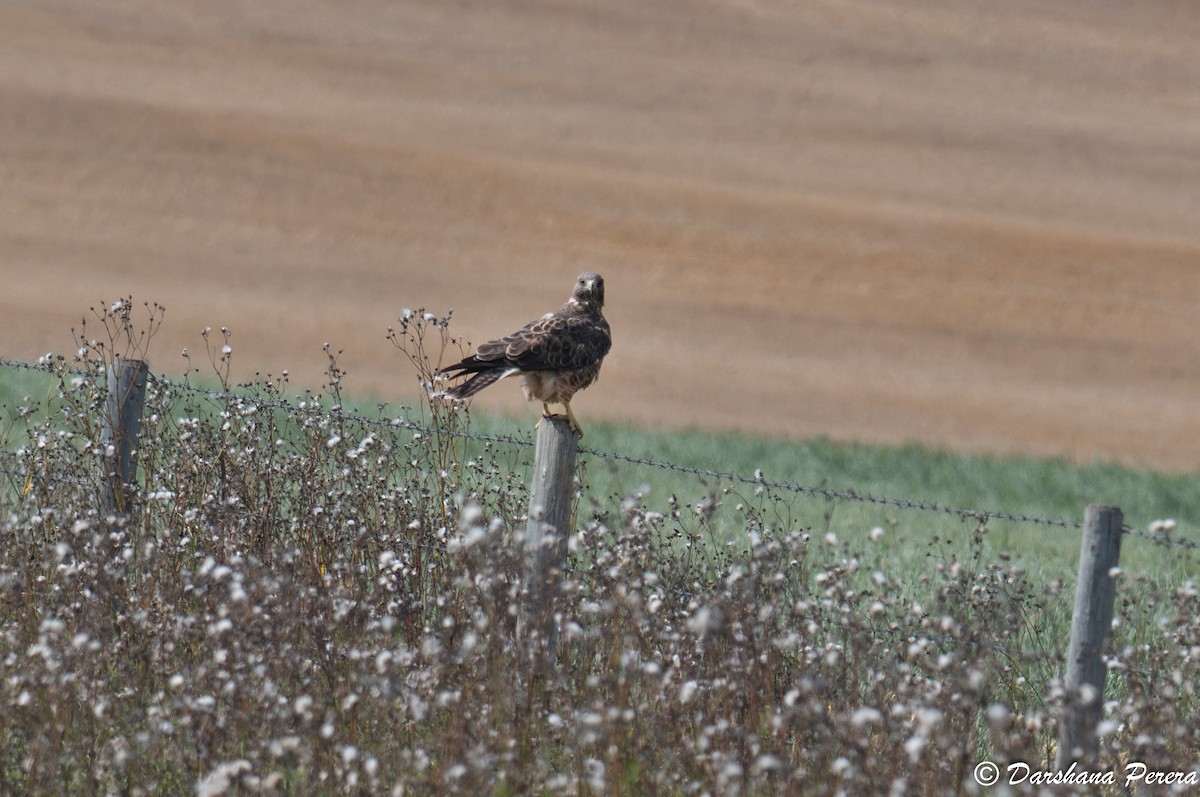 Swainson's Hawk - ML642364078