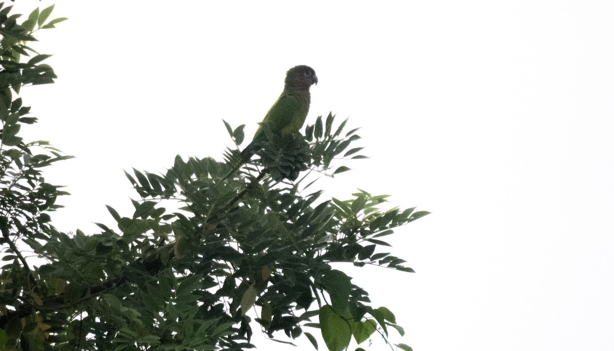 Brown-throated Parakeet - ML642364081