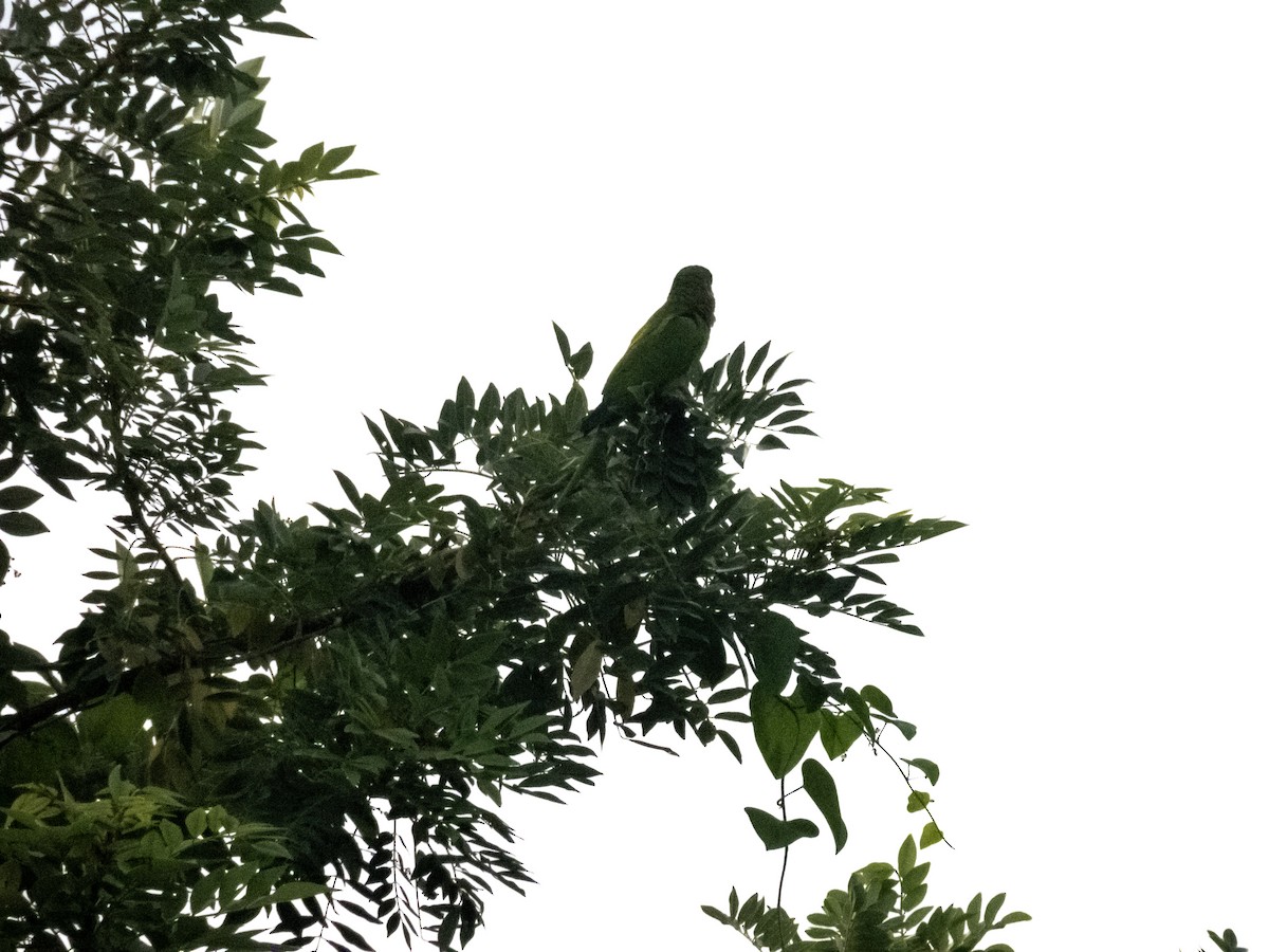Brown-throated Parakeet - ML642364082