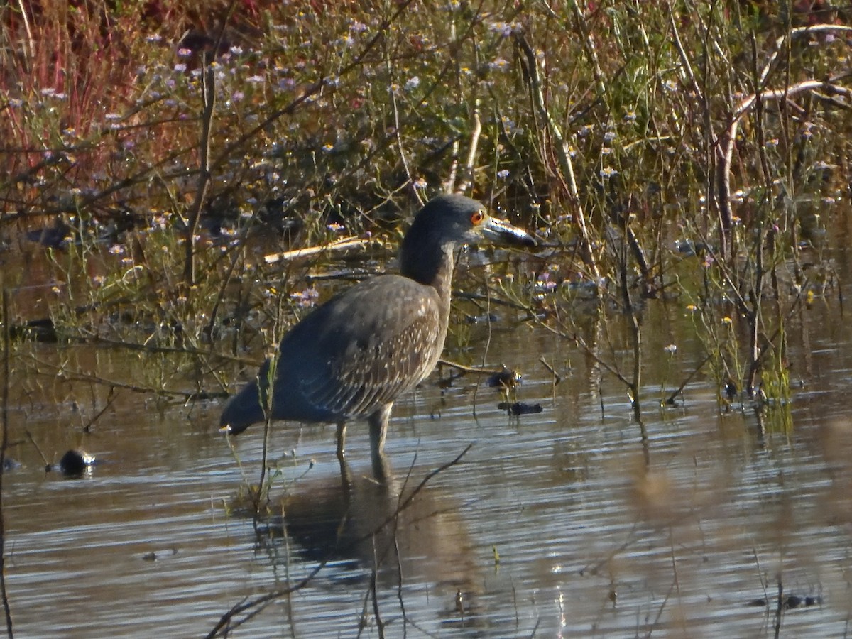 Yellow-crowned Night Heron - ML642364102
