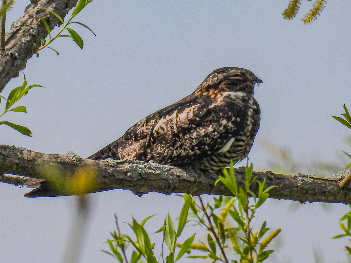 Common Nighthawk - ML642364104