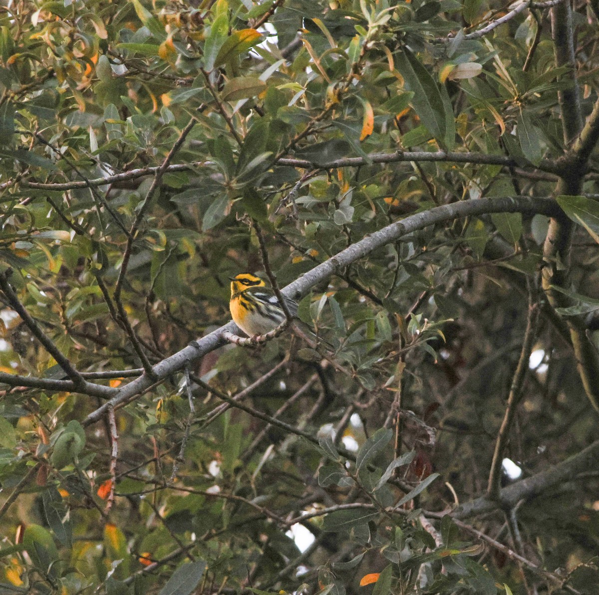 Townsend's Warbler - ML642364119
