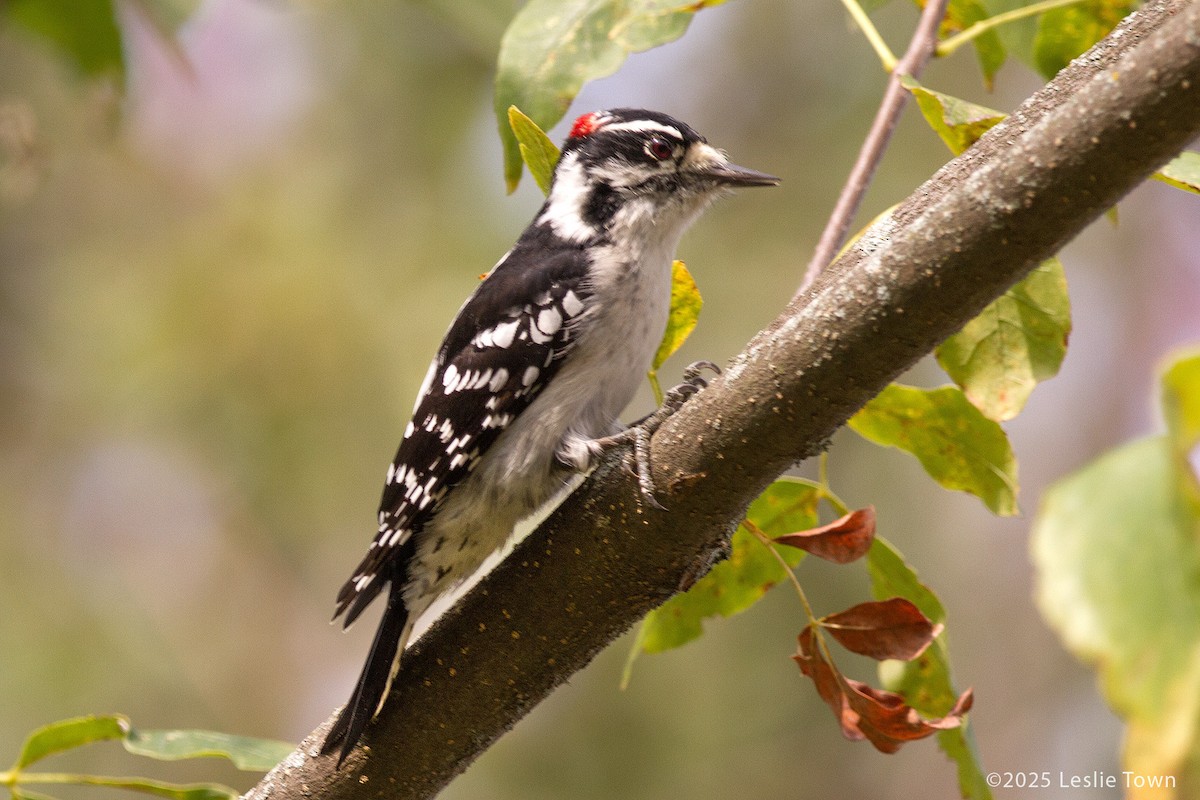 Downy Woodpecker - ML642364124