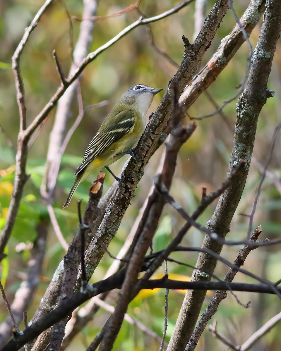 Blue-headed Vireo - ML642364129