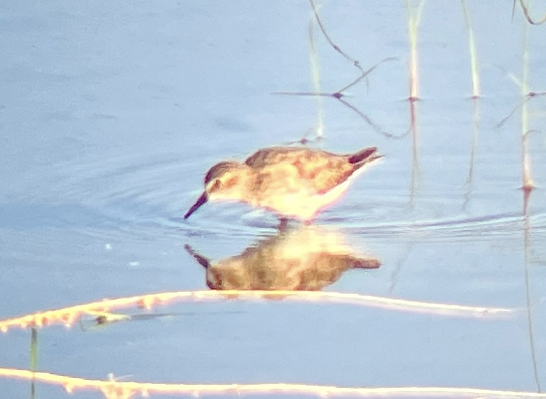 Least Sandpiper - ML642364130