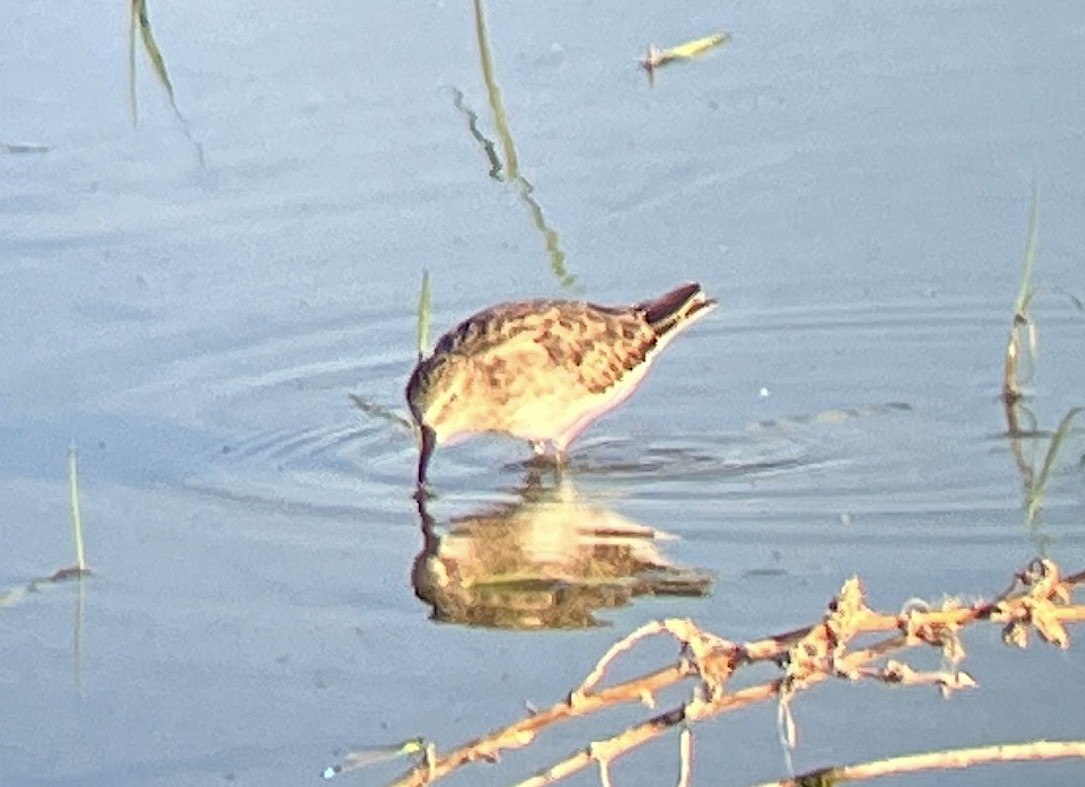 Least Sandpiper - ML642364131