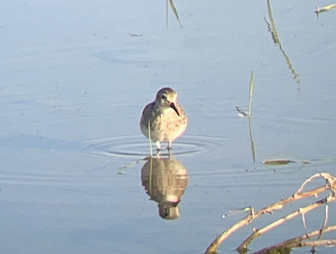 Least Sandpiper - ML642364132