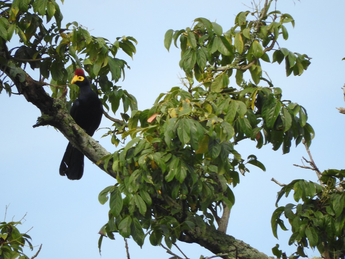 Ross's Turaco - ML642364135