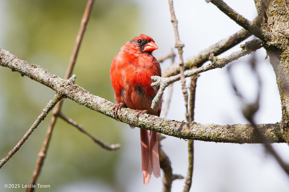 Northern Cardinal - ML642364146