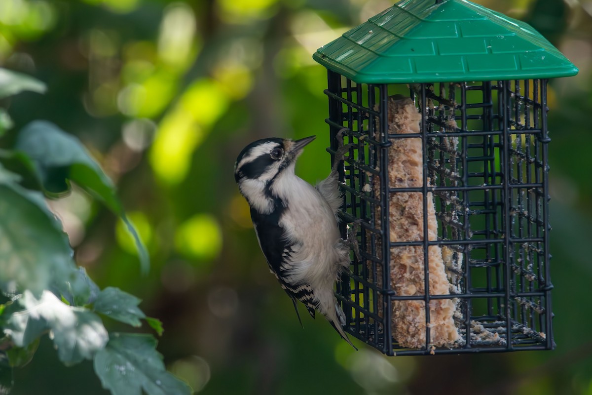 Downy Woodpecker - ML642364151
