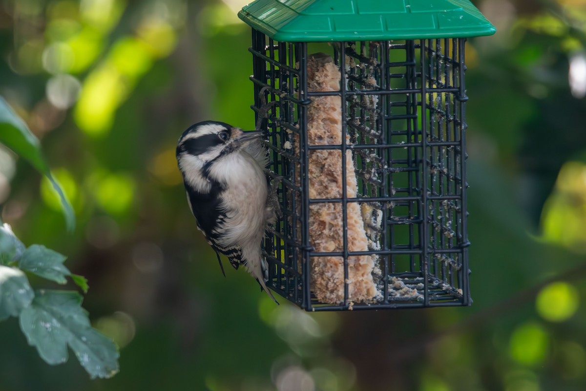 Downy Woodpecker - ML642364156