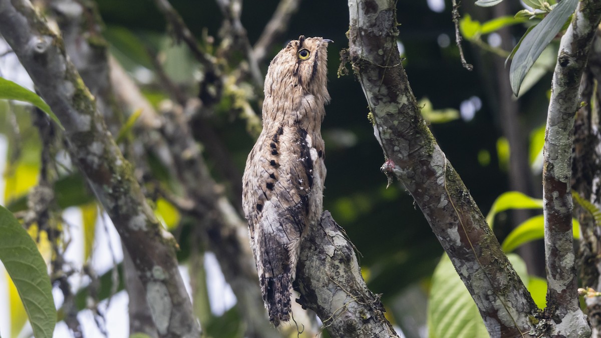 Common Potoo - ML642364165