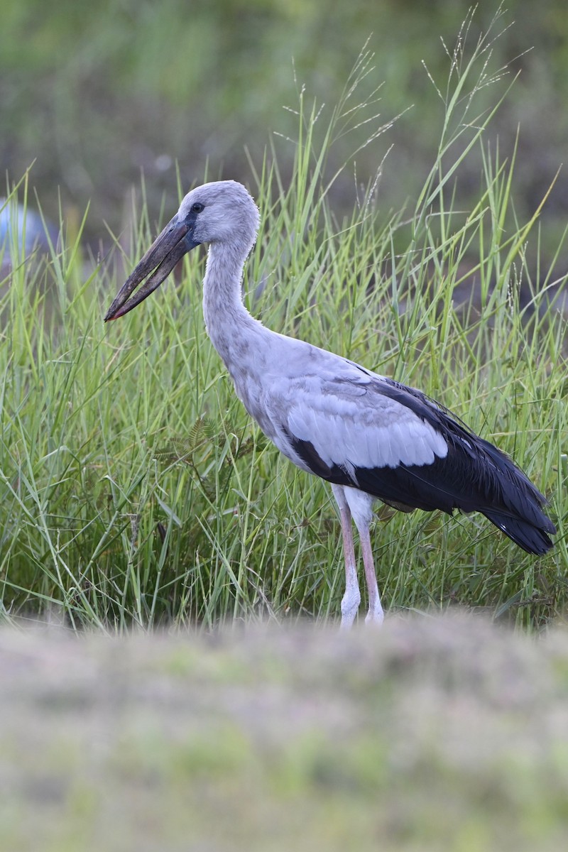Asian Openbill - ML642364180