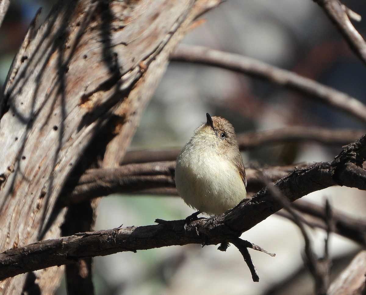 Western Thornbill - ML642364205
