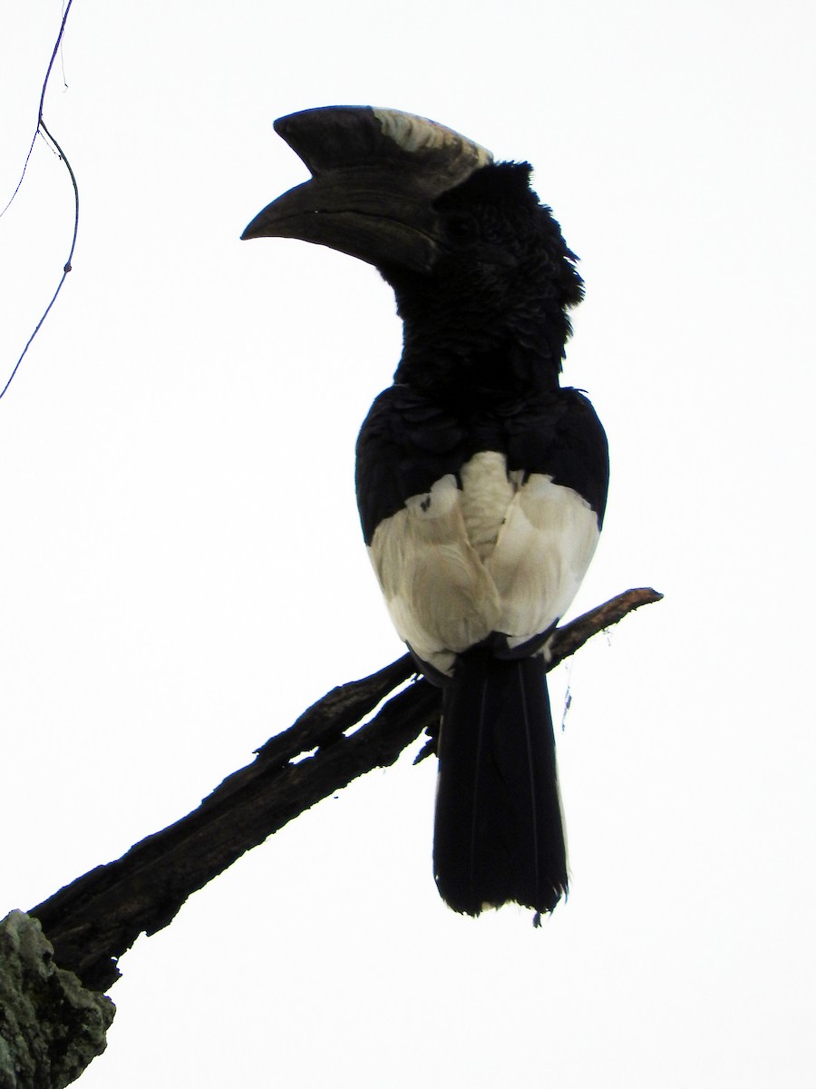Black-and-white-casqued Hornbill - ML642364207