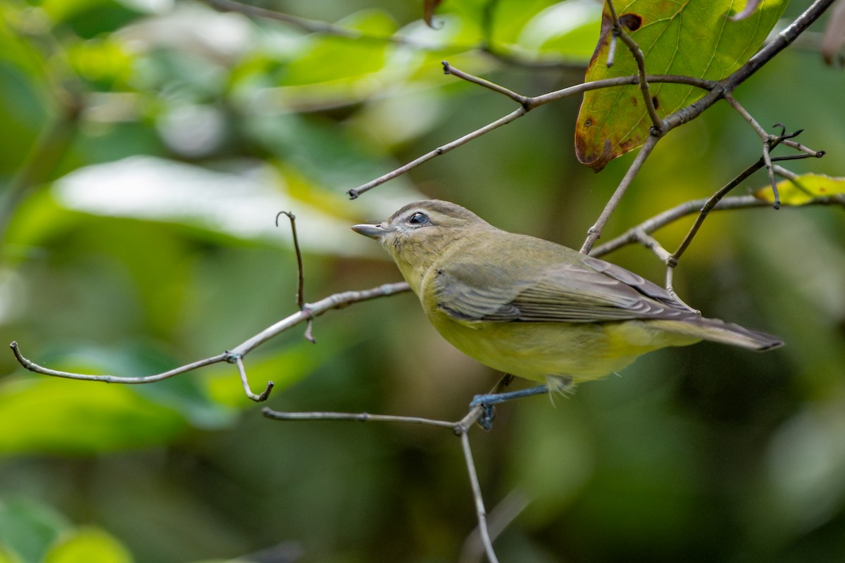 Philadelphia Vireo - ML642364209