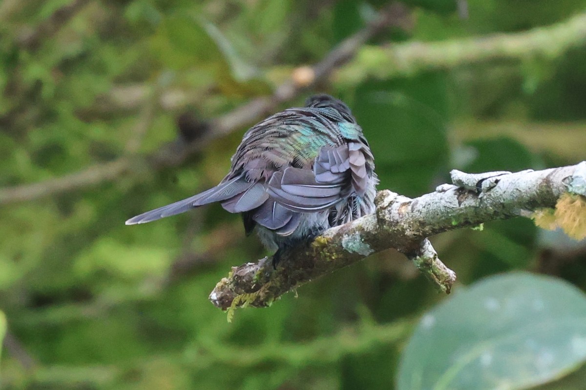 blåbrystkolibri - ML642364212
