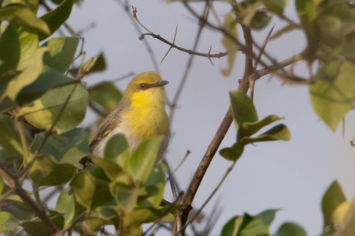 Green-capped Eremomela - ML642364213