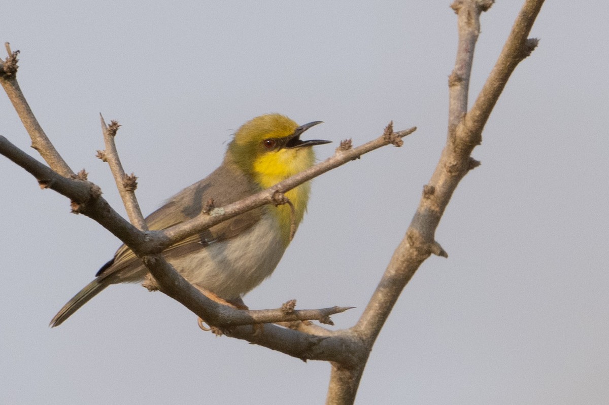 Green-capped Eremomela - ML642364216