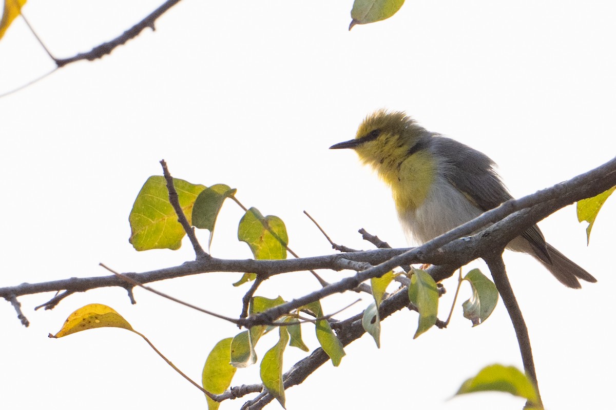 Green-capped Eremomela - ML642364220