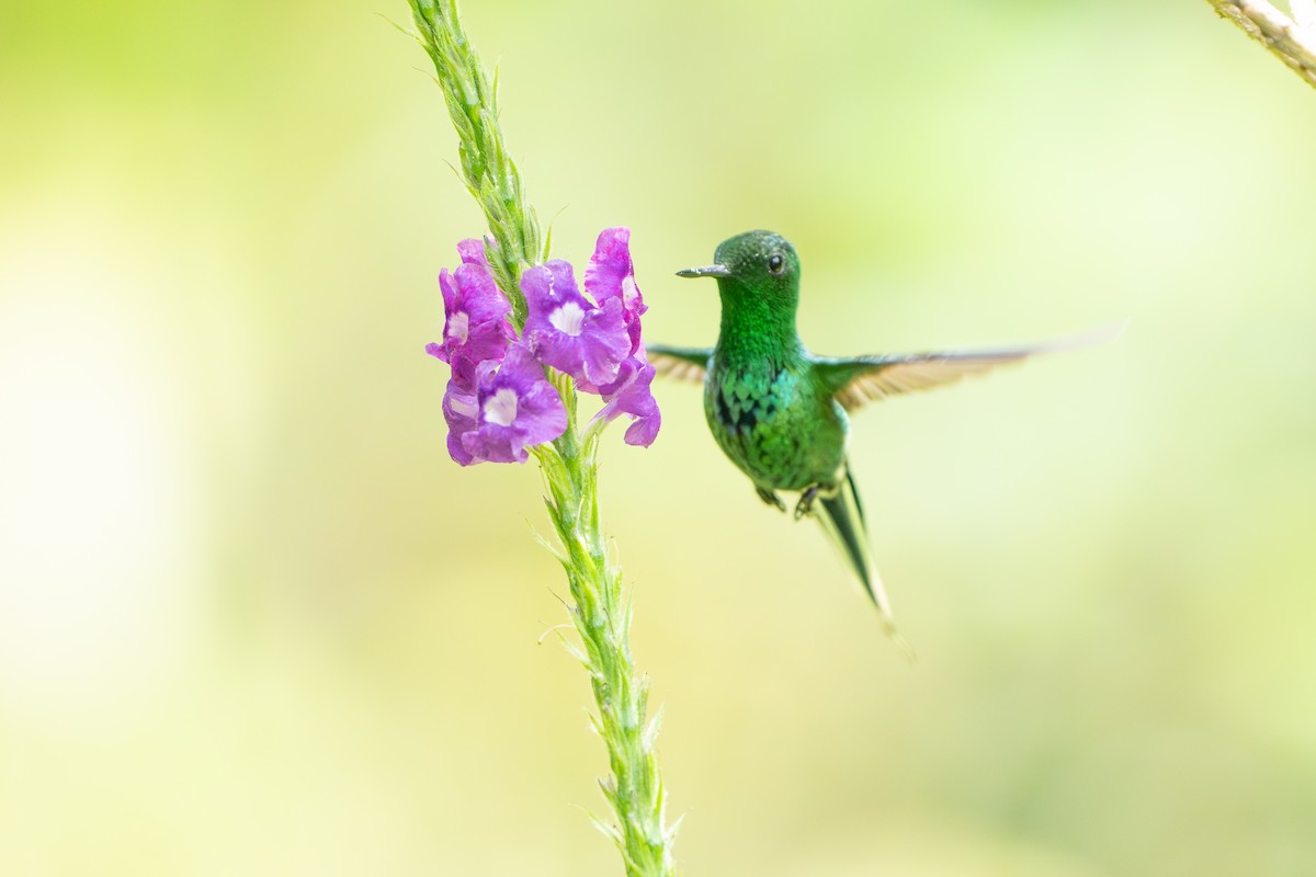 Green Thorntail - ML642364222
