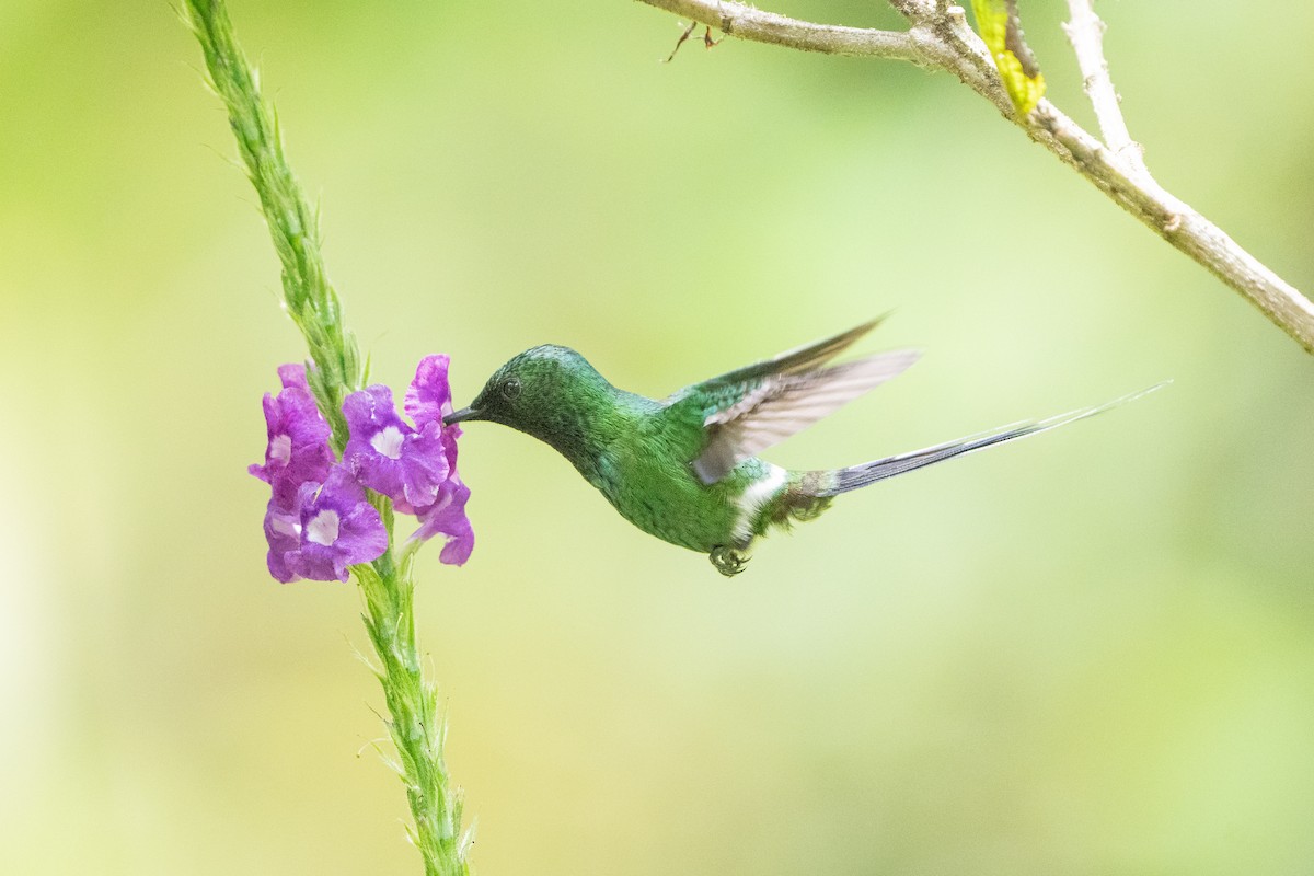 Green Thorntail - ML642364223