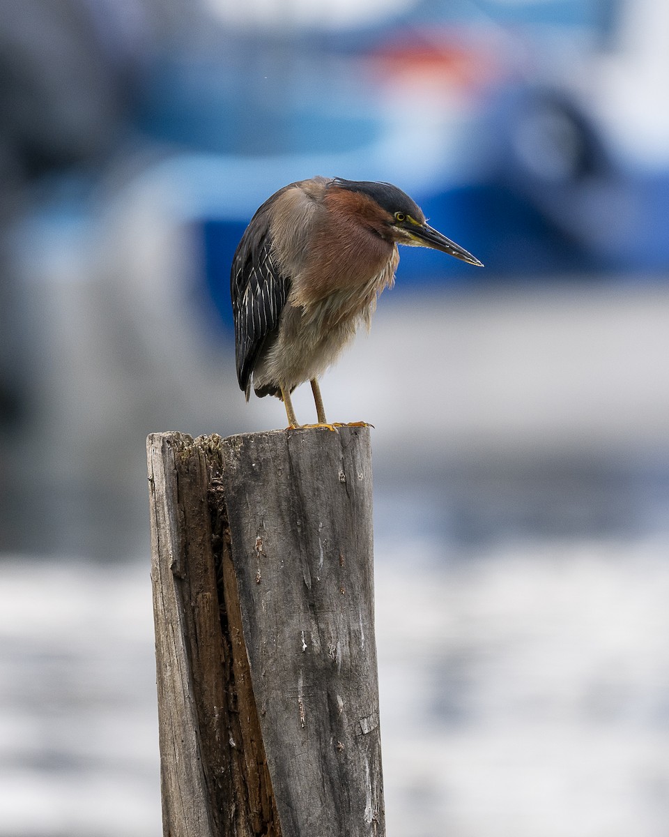 Green Heron - ML642364225