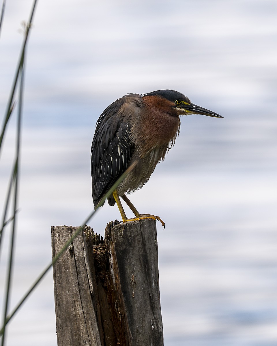 Green Heron - ML642364226