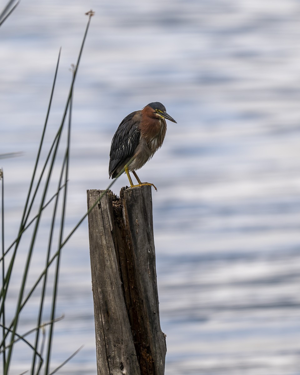 Green Heron - ML642364227
