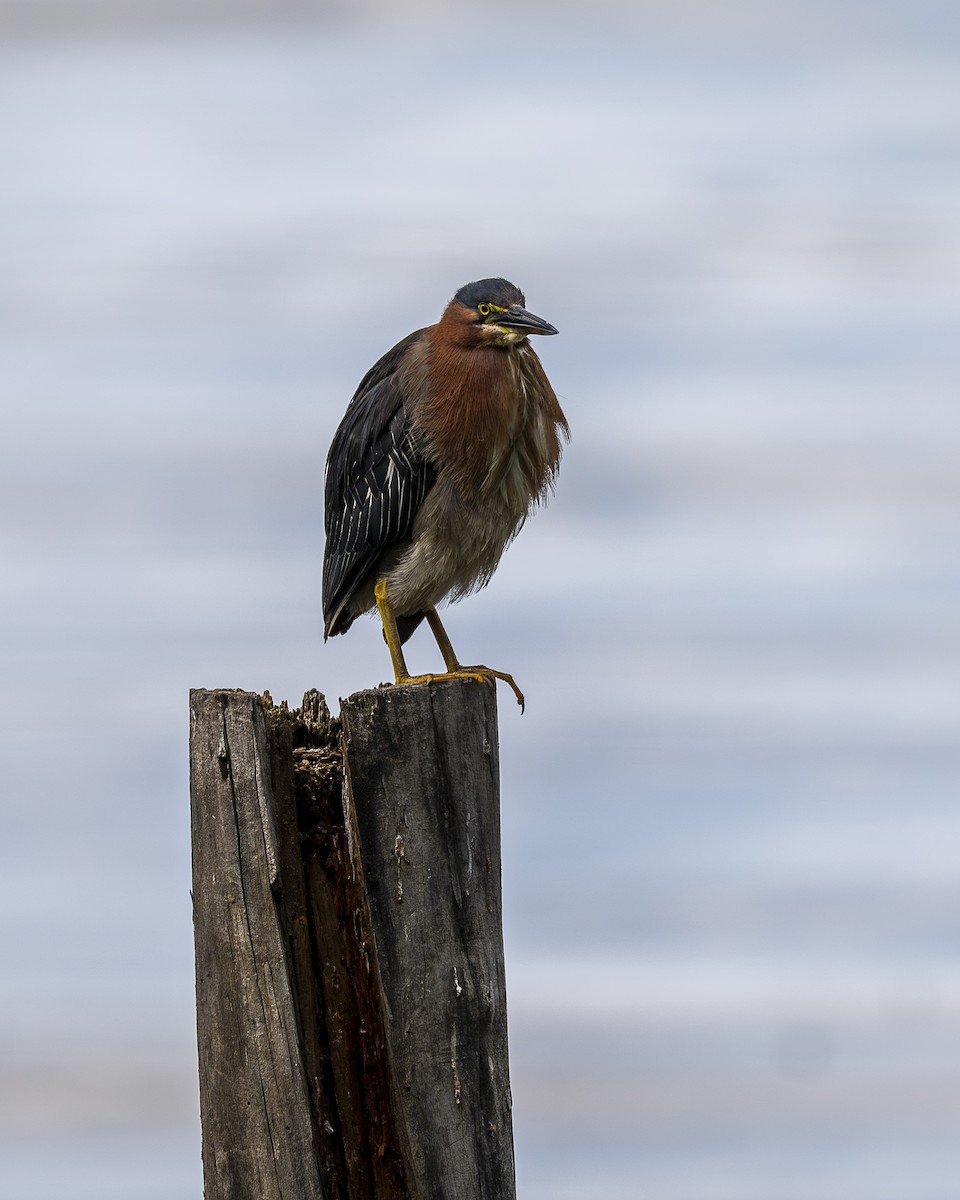Green Heron - ML642364229
