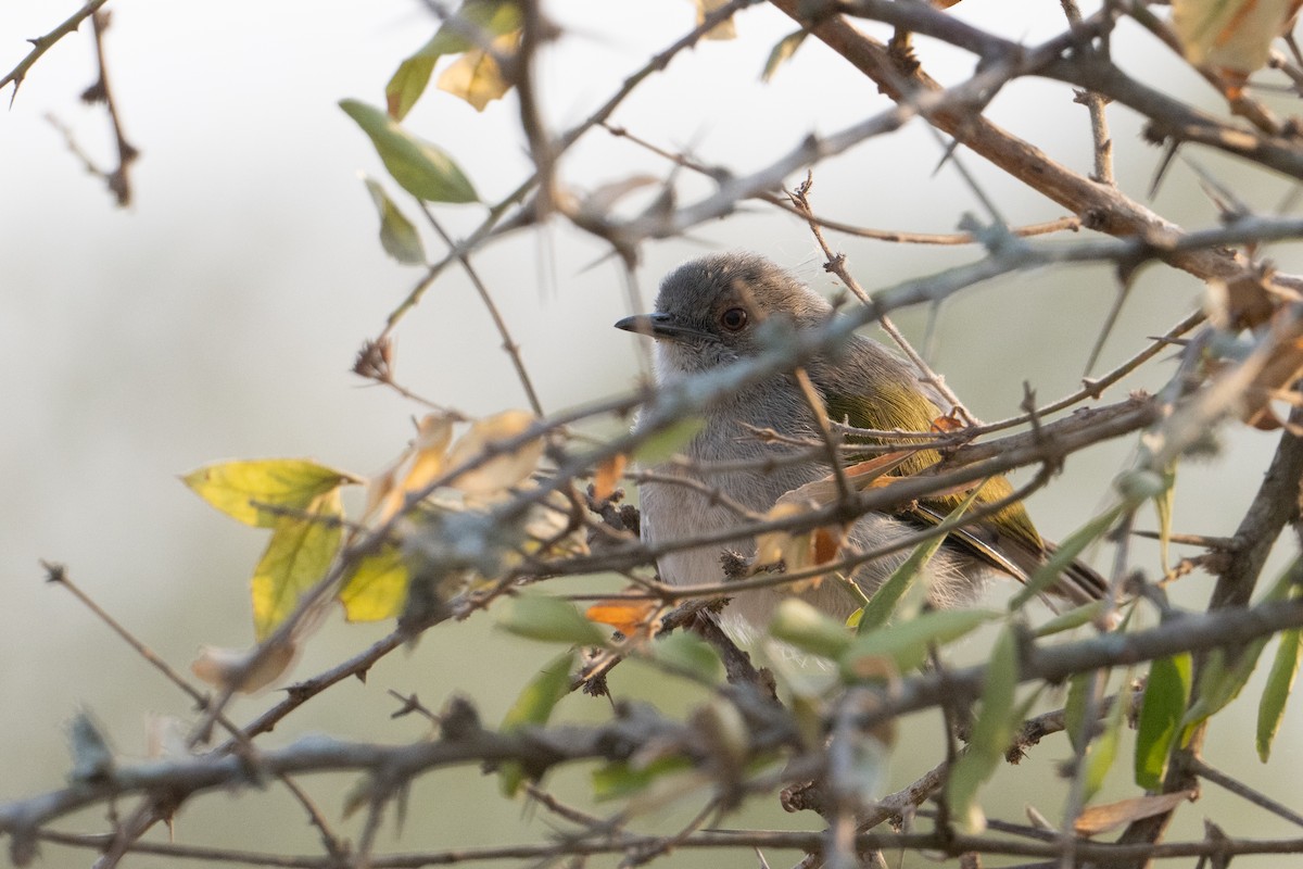 Green-backed Camaroptera (Gray-backed) - ML642364243