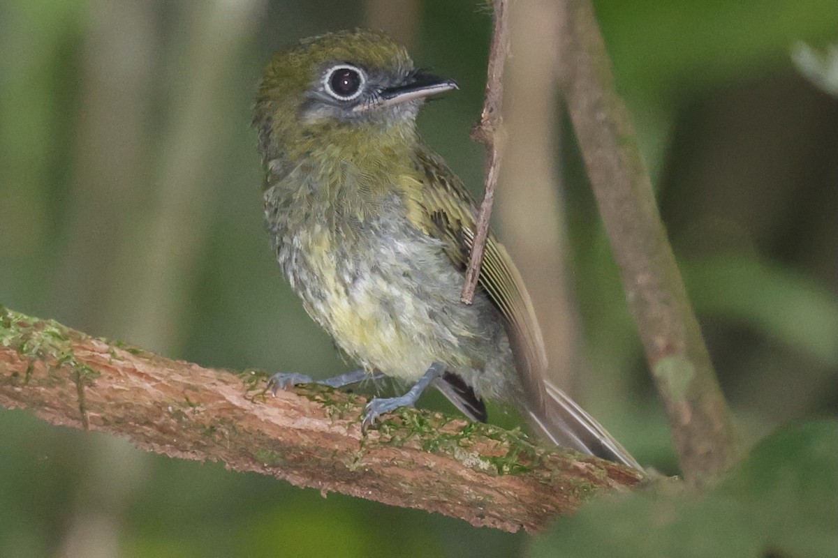 Eye-ringed Flatbill - ML642364253