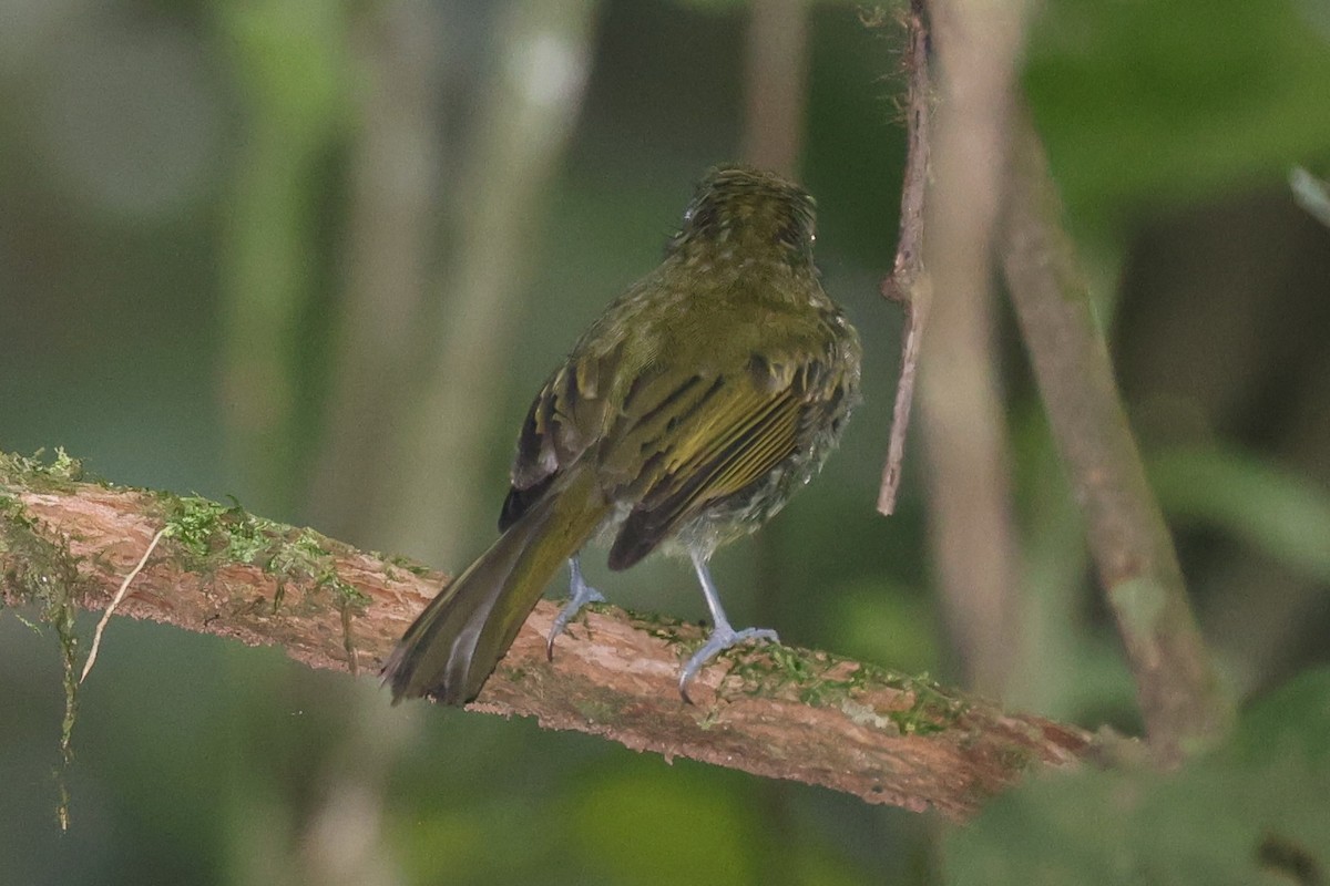 Eye-ringed Flatbill - ML642364255