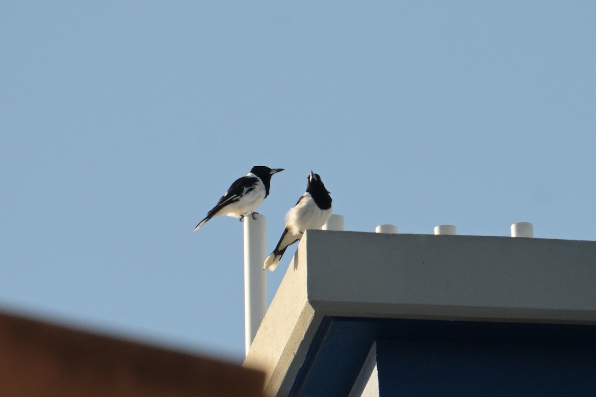 Pied Butcherbird - ML642364256