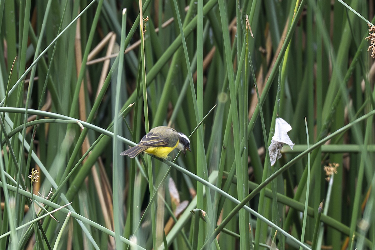 Social Flycatcher - ML642364260