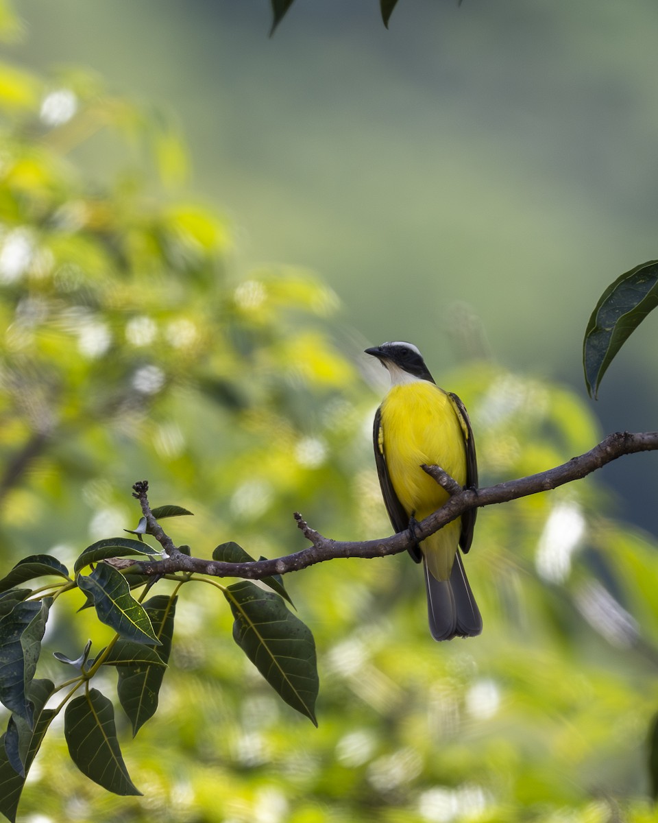 Social Flycatcher - ML642364261