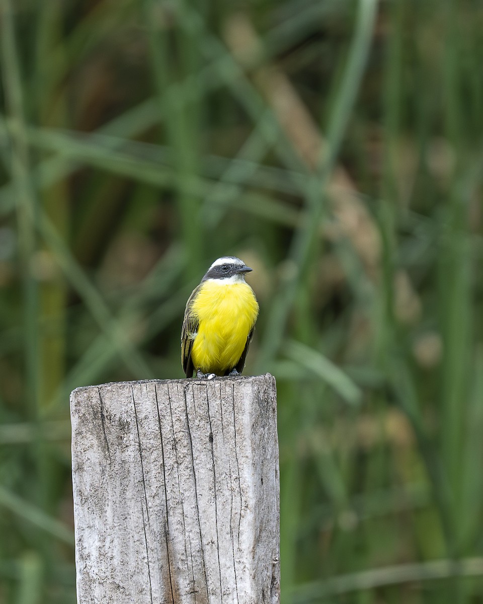 Social Flycatcher - ML642364262